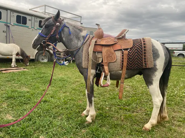kids pony