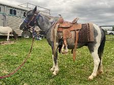 kids pony