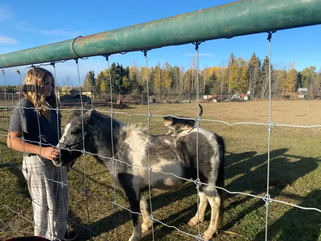 kids pony - Photo 2