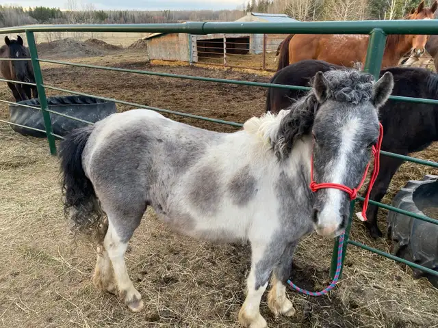 kids pony - Photo 3