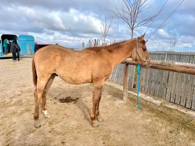 Yearling Colt - QH - Video!