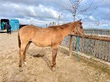 Yearling Colt - QH - Video!