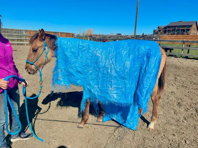 Yearling Colt - QH - Video! - Photo 2