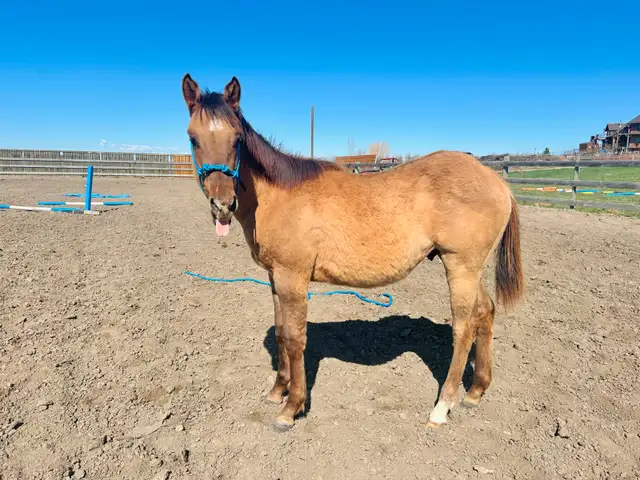 Yearling Colt - QH - Video! - Photo 3