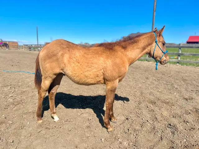 Yearling Colt - QH - Video! - Photo 4