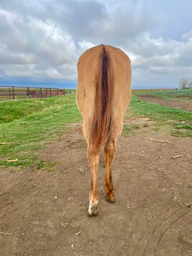 Yearling Colt - QH - Video! - Photo 5