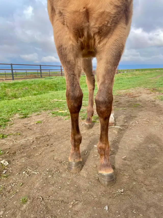 Yearling Colt - QH - Video! - Photo 6