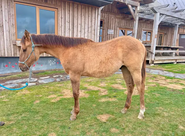 Yearling Colt - QH - Video! - Photo 7