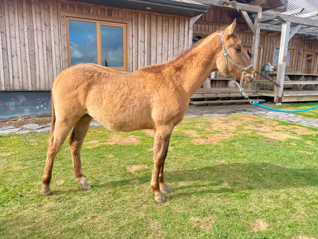 Yearling Colt - QH - Video! - Photo 8