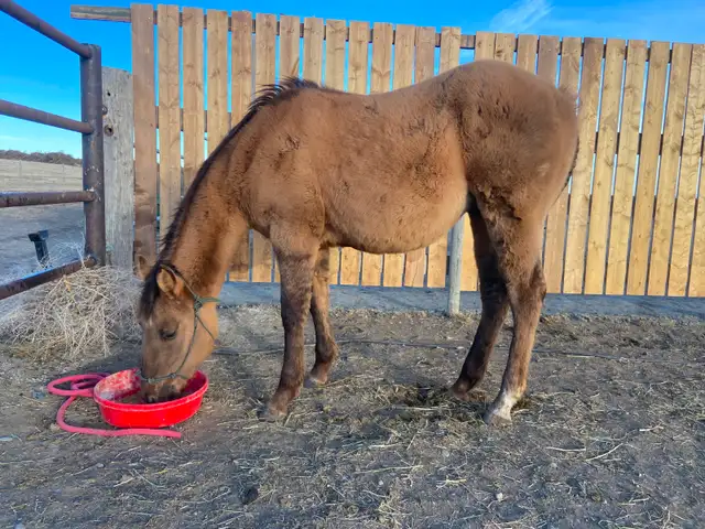 Yearling Colt - QH - Video! - Photo 9