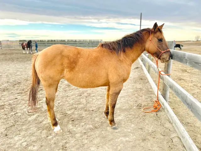 Yearling Colt - QH - Video! - Photo 10