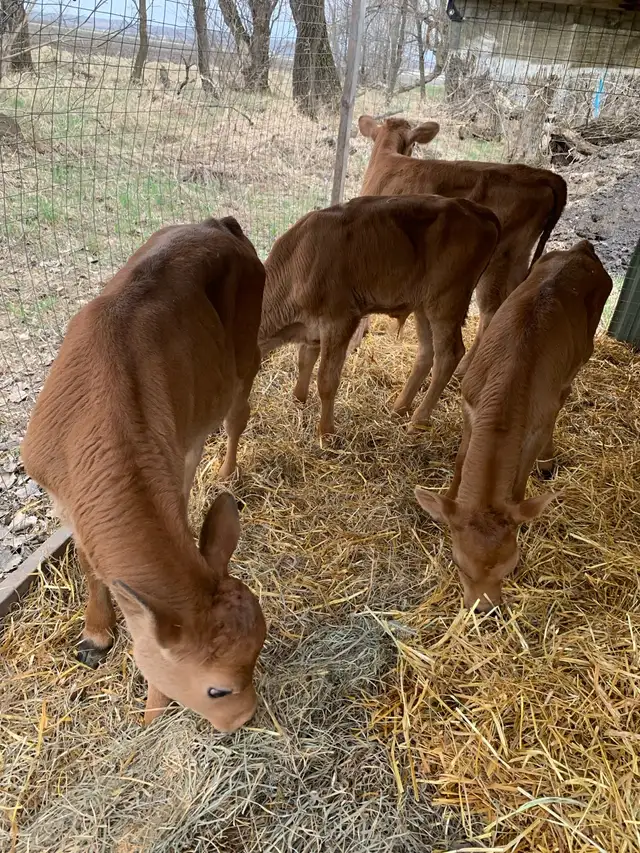 Bull calves