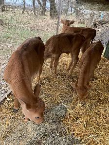 Bull calves