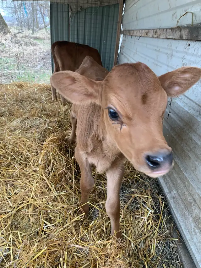 Bull calves - Photo 2