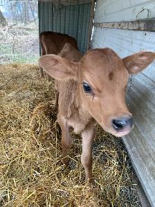 Bull calves - Photo 2