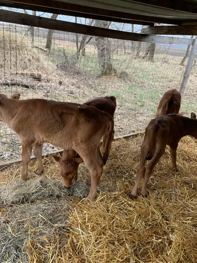 Bull calves - Photo 3