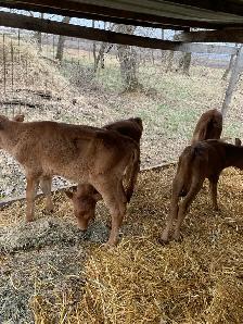 Bull calves - Photo 3