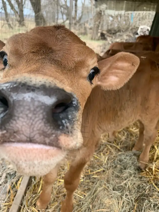 Bull calves - Photo 4