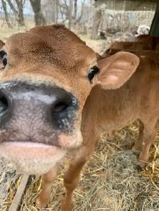 Bull calves - Photo 4