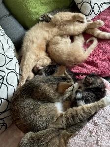 kittens for sale