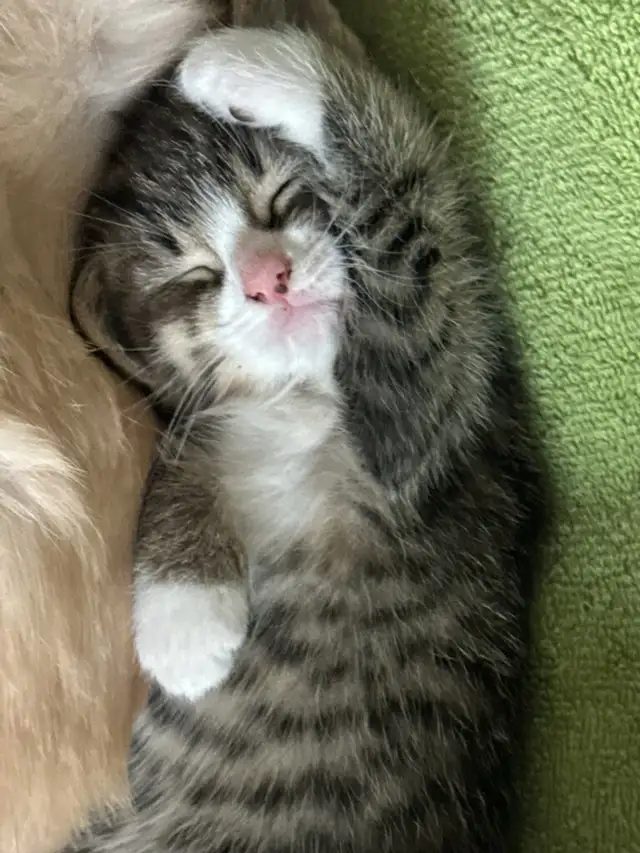 kittens for sale - Photo 2