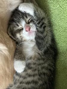 kittens for sale - Photo 2