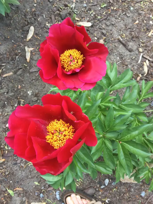 PERENNIAL PLANT SALE FOR CHARITY