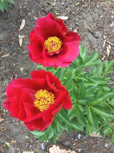 PERENNIAL PLANT SALE FOR CHARITY