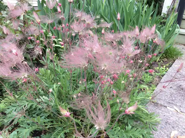 PERENNIAL PLANT SALE FOR CHARITY - Photo 2