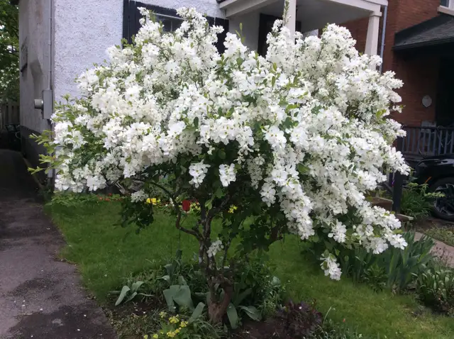 PERENNIAL PLANT SALE FOR CHARITY - Photo 3