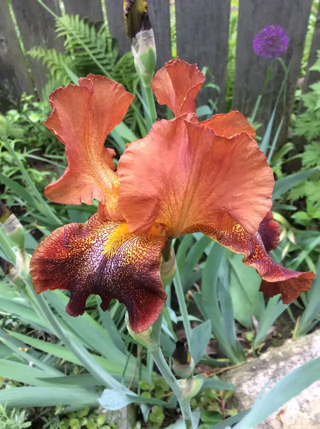 PERENNIAL PLANT SALE FOR CHARITY - Photo 4