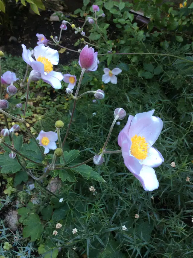 PERENNIAL PLANT SALE FOR CHARITY - Photo 5
