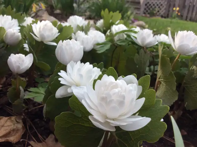 PERENNIAL PLANT SALE FOR CHARITY - Photo 6