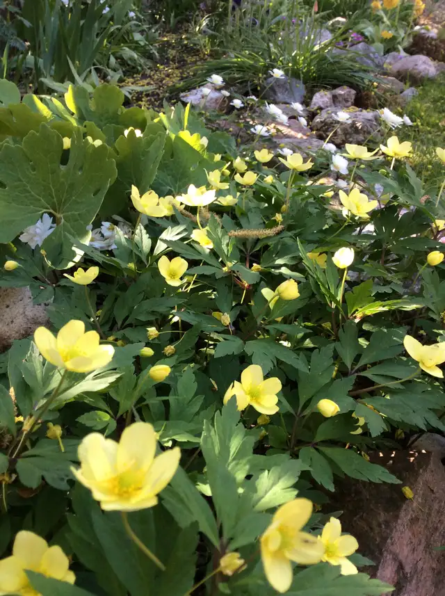 PERENNIAL PLANT SALE FOR CHARITY - Photo 7