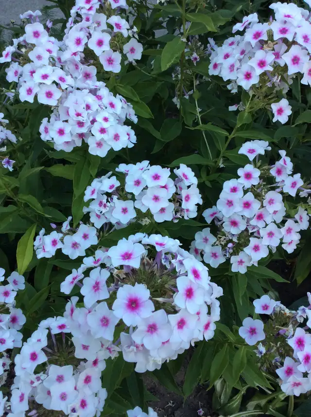 PERENNIAL PLANT SALE FOR CHARITY - Photo 8