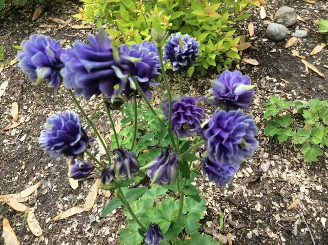 PERENNIAL PLANT SALE FOR CHARITY - Photo 9