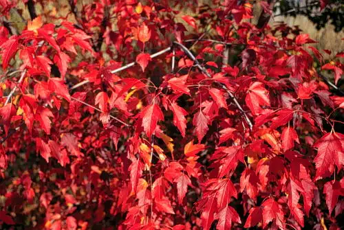 Plants - Japanese Maples - Boxwoods - Spruce - Yews - Shrubs - T - Photo 5
