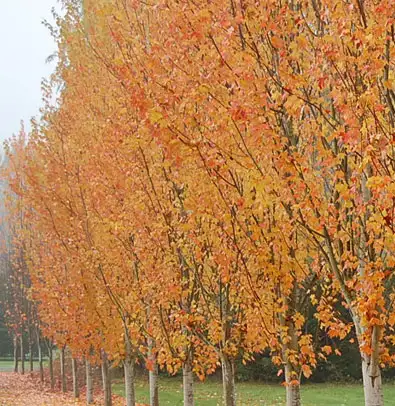 Plants - Japanese Maples - Boxwoods - Spruce - Yews - Shrubs - T - Photo 6