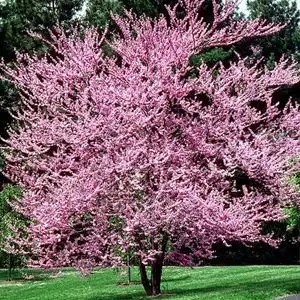 Plants - Japanese Maples - Boxwoods - Spruce - Yews - Shrubs - T - Photo 9