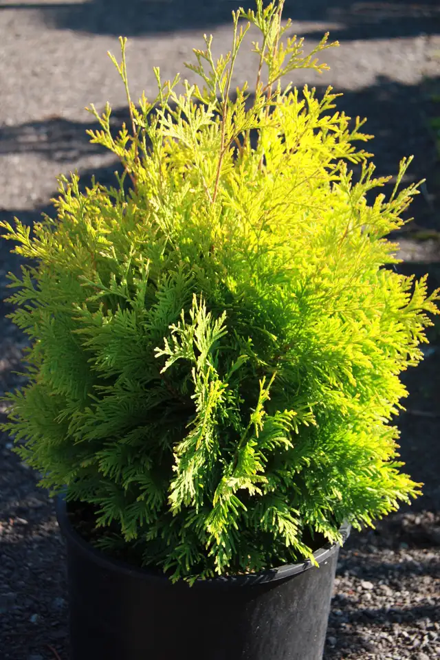 Cedars Yews Boxwoods Japanese Maple Plants - Photo 7