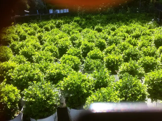 Plants !  Plants !  Plants ! - Photo 4