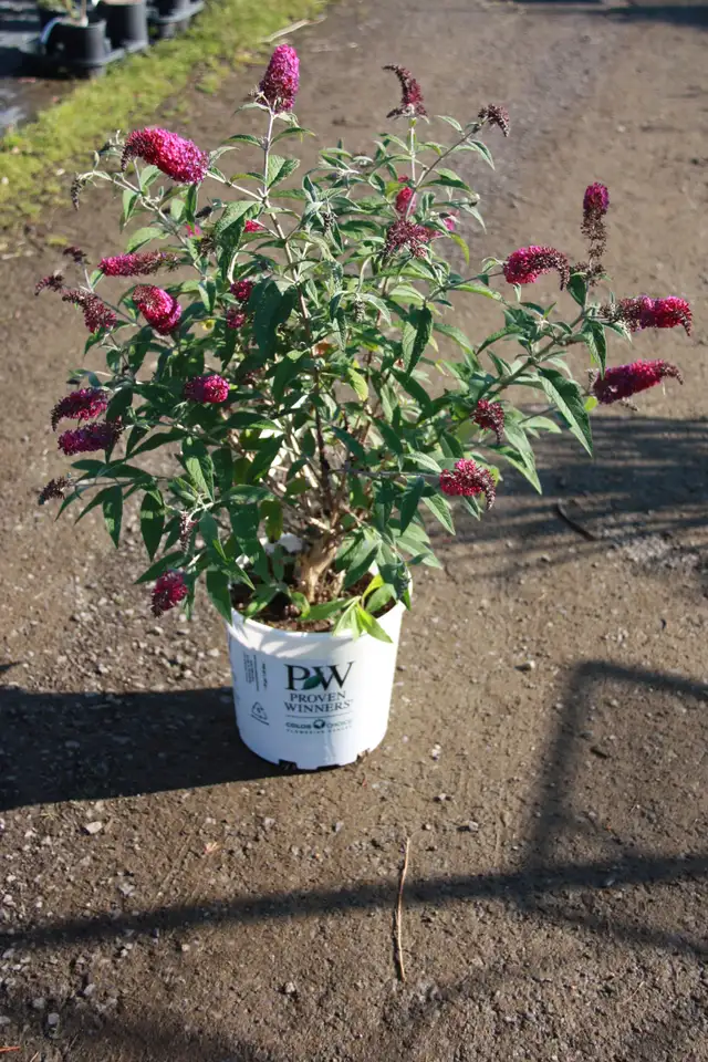 Plants !  Plants !  Plants ! - Photo 6