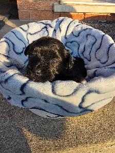 Puppy Shipoo and Yorkie Puppies! - Photo 5