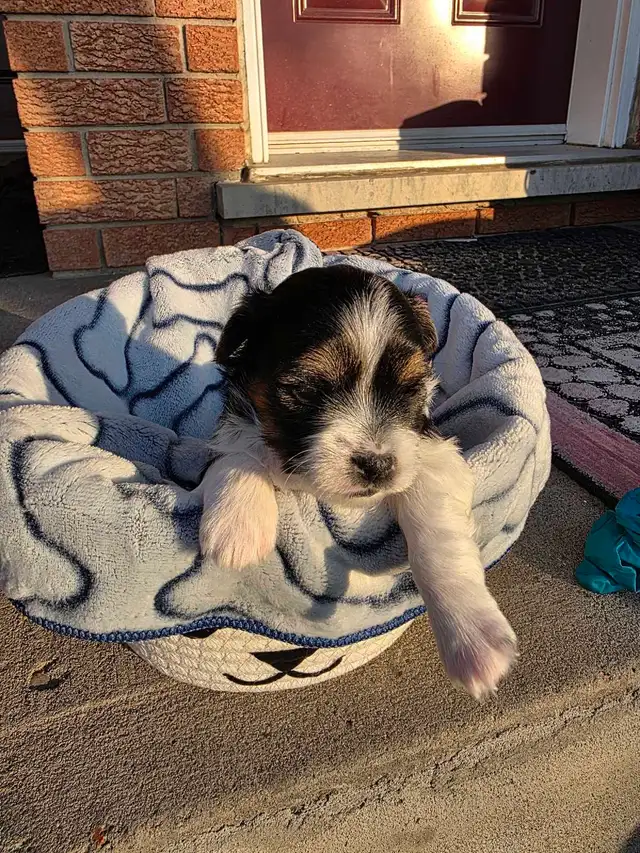 Puppy Shipoo and Yorkie Puppies! - Photo 7
