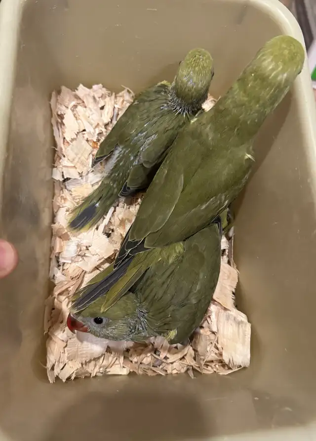 Indian ringneck parrot babies (Olive Green)