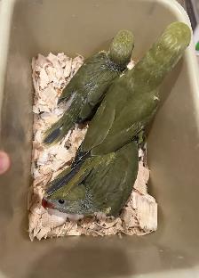 Indian ringneck parrot babies (Olive Green)