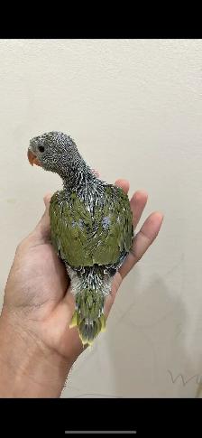 Indian ringneck parrot babies (Olive Green) - Photo 2