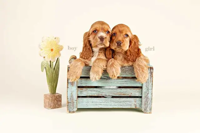 Mini COCKAPOO puppies FOR SALE in Ontario