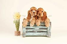 Mini COCKAPOO puppies FOR SALE in Ontario