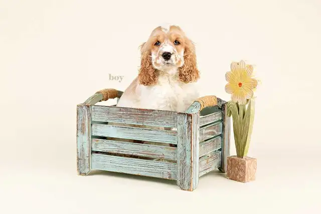 Mini COCKAPOO puppies FOR SALE in Ontario - Photo 2